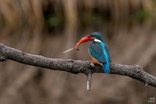 山翠鸟视频,自然界的色彩精灵