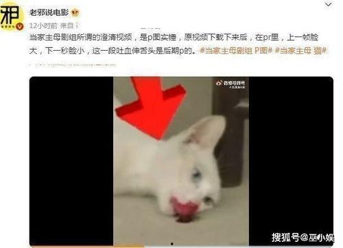 电击猫视频,揭秘动物实验的伦理争议