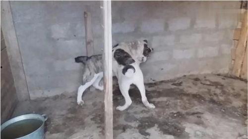 中亚犬打架视频,一场热血沸腾的街头争霸战