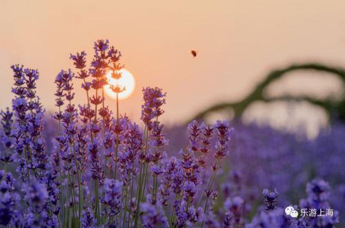薰衣草第16集视频,情感纠葛升级，命运抉择揭晓