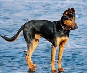 苏联红和杜宾打架视频,场面惊心动魄