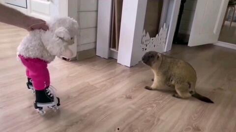 老鼠搞笑视频,欢乐满屏，笑料连连