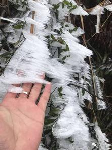 挂霜的视频,冬日挂霜美景视频赏析