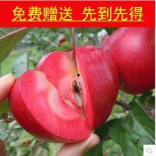 红肉苹果视频,揭秘苹果界的“红宝石”魅力