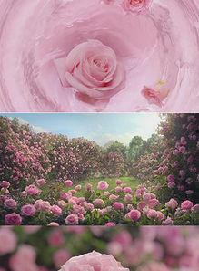 季花视频,探寻四季之美，感受自然魅力