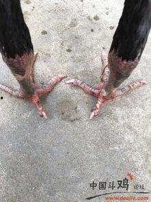 大黑鸡视频,揭秘农村生活的真实魅力